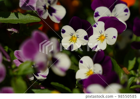 Violet, purple, purple, flower, close-up, beautiful, spring, park, garden, flower bed, colorful, beautiful, or 98550585