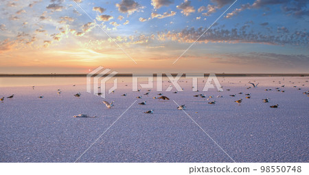 Seagulls on sunset Genichesk pink  salty lake, Ukraine 98550748