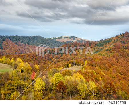 Autumn morning Carpathian Mountains calm picturesque scene, Ukraine. Peaceful traveling, seasonal, nature and countryside beauty concept scene. 98550766