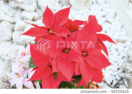 Poinsettia 98550826