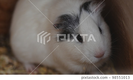 I was healed by the guinea pigs of Inokashira Natural Culture Park, including their gestures. I was healed by the guinea pigs of Inokashira Natural Culture Park, including their gestures. 98551013