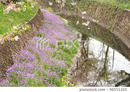 somei yoshino sakura sakura sakura sakura cherry blossoms pink spring flower plant outdoors somei yoshino sakura sakura sakura sakura cherry blossoms pink spring flower plant outdoors 98551203