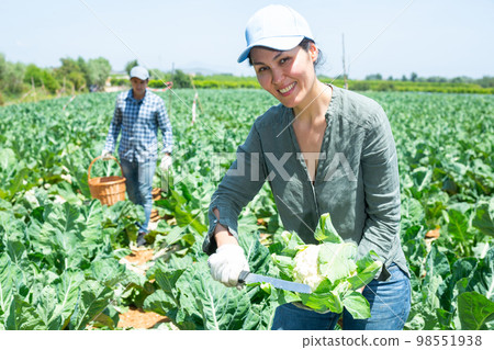 Woman farmer with knife picking fresh organic cauliflower cabbage in crates on farm Woman farmer with knife picking fresh organic cauliflower cabbage in crates on farm 98551938