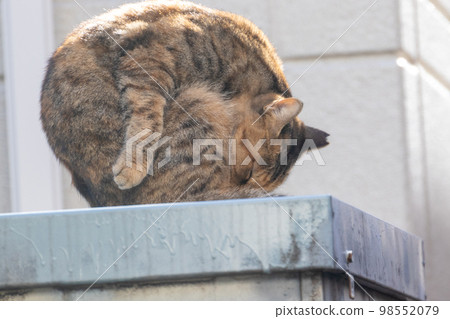 Cat curled up while grooming 98552079