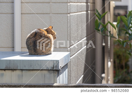 A stray cat basking in the sun on a storeroom in the garden 98552080