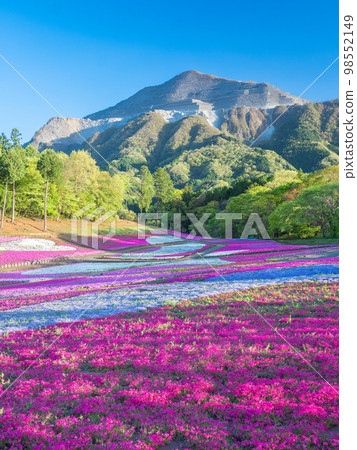 埼玉縣秩父市，四月羊山公園的苔蘚福祿考山和武甲山 98552149