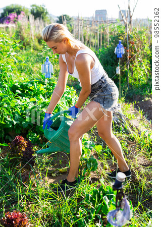Young woman gardener watering plants in garden 98552162