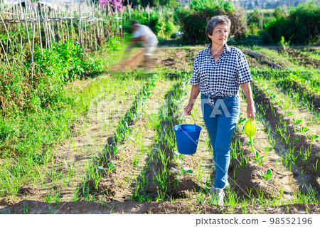 Senior woman watering vegetable plants in her homestead Senior woman watering vegetable plants in her homestead 98552196