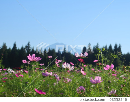 秋天的鳥海山及其周邊地區 秋天的鳥海山及其周邊地區 98552246