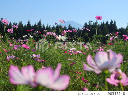 秋天的鳥海山及其周邊地區 秋天的鳥海山及其周邊地區 98552248