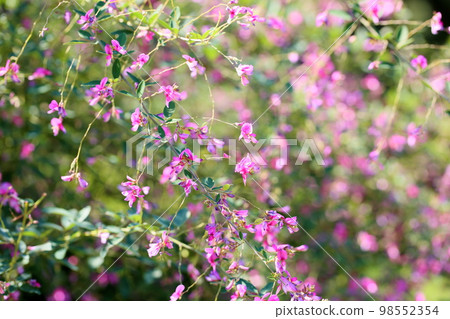 萩花 98552354