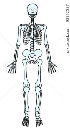 人體簡單全身圖,骨骼正面 人體簡單全身圖,骨骼正面 98552557