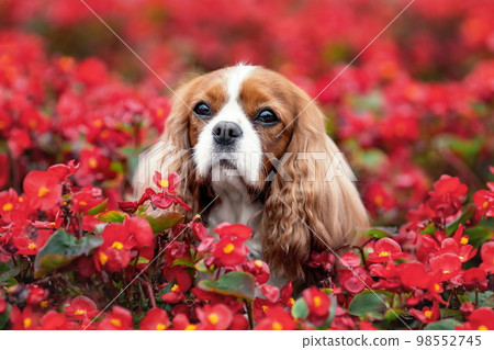 Beautiful dog of cavalier king charles spaniel breed among red flowers in summer Beautiful dog of cavalier king charles spaniel breed among red flowers in summer 98552745