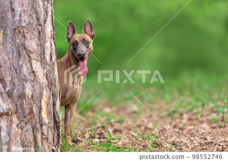 Young funny malinois breed dog with tongue out hiding behind tree trunk at summer nature Young funny malinois breed dog with tongue out hiding behind tree trunk at summer nature 98552746