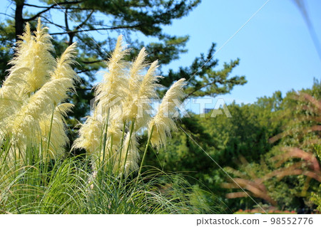 Flower of Pampasgrass 98552776