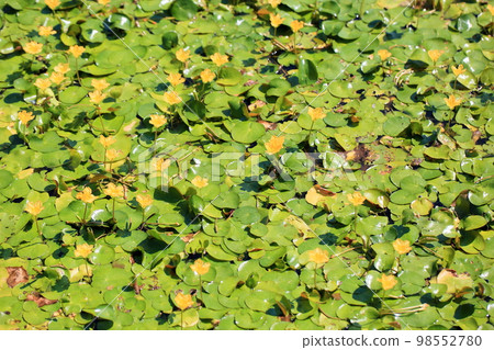 淺草花 淺草花 98552780