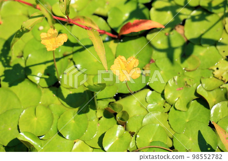 淺草花 淺草花 98552782