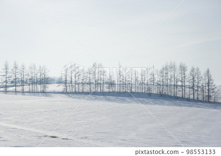 Frozen trees Frozen trees 98553133