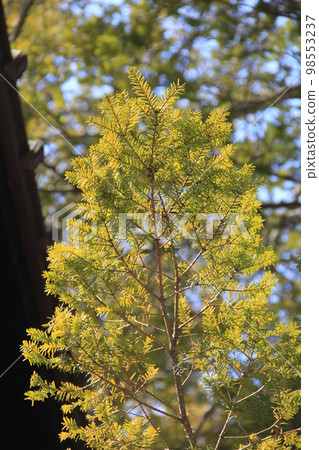 紅豆杉/枝葉 紅豆杉/枝葉 98553237