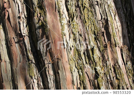 yew/bark of large tree yew/bark of large tree 98553320