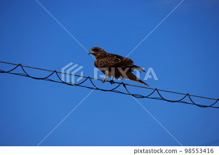 棲息在電線上的黑鳶 98553416