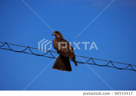 棲息在電線上的黑鳶 98553417