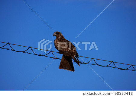 A black kite perched on an electric wire 98553418
