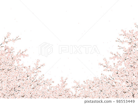 cherry blossom cherry blossoms spring white background cherry blossom cherry blossoms spring white background 98553449