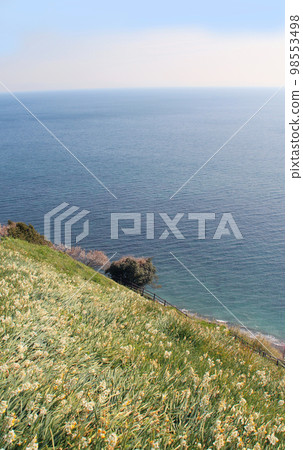 Narcissus and sea 98553498
