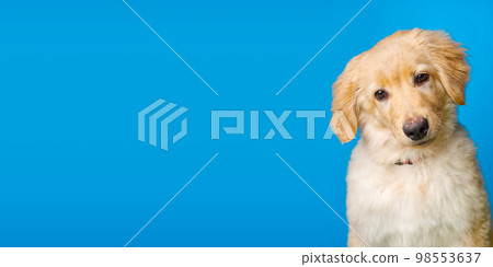 Hovawart golden puppy isolated on blue background. A portrait of a cute Golden Retriever isolated 98553637