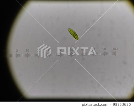1 euglena 1 euglena 98553650