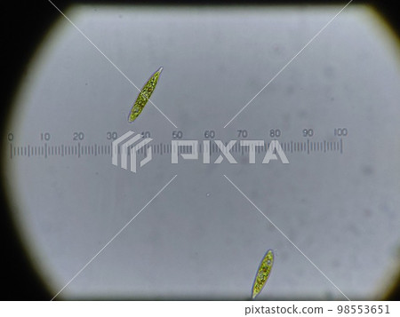 elongated euglena elongated euglena 98553651