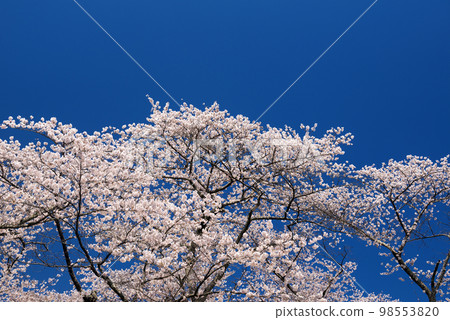 櫻花樹和鮮花 櫻花樹和鮮花 98553820