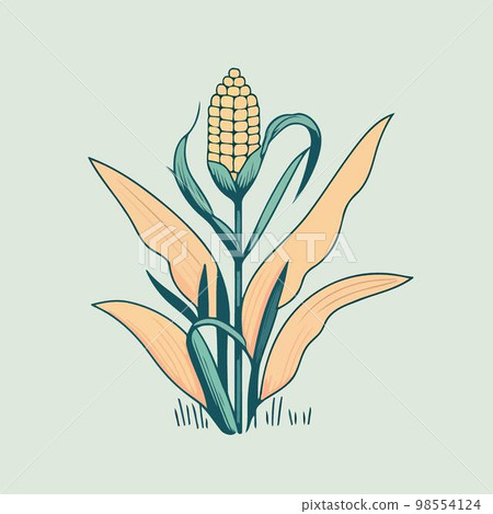 corn plant cultivation with ripe corn cobs 98554124