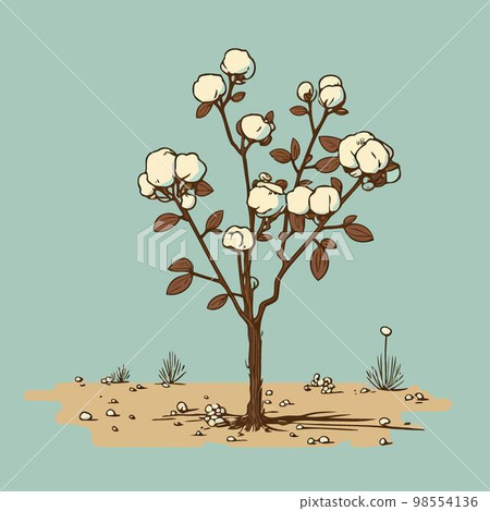 Cotton cultivation in agricultural production farm 98554136