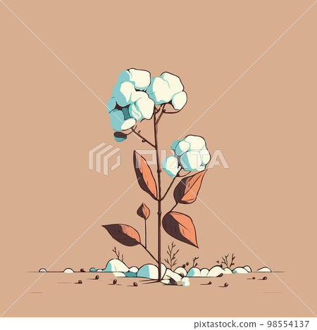 Cotton cultivation in agricultural production farm 98554137