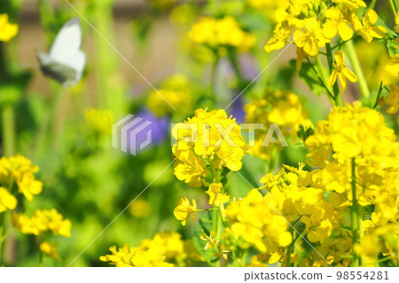 Cabbage butterfly sucking nectar from rape blossoms Cabbage butterfly sucking nectar from rape blossoms 98554281