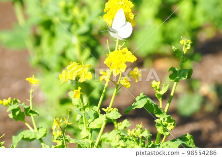 Cabbage butterfly sucking nectar from rape blossoms 98554286