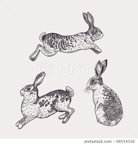 Set with three rabbits.Vector drawing. Set with three rabbits.Vector drawing. 98554326