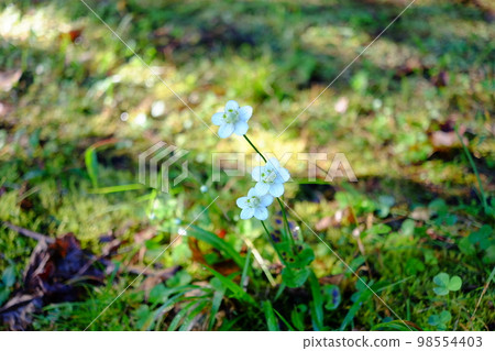 Umebachissau 98554403