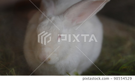 This year's first shoot starts with Kaiusagi 98554529