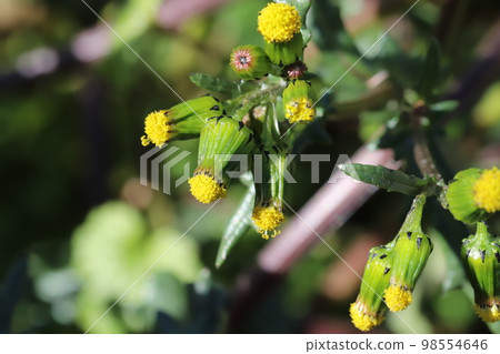 Yellow Aspergillus flowers blooming in a winter field in Japan Yellow Aspergillus flowers blooming in a winter field in Japan 98554646