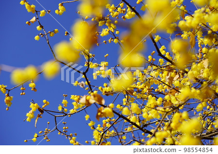 A large wintersweet tree in full bloom in the blue sky 98554854