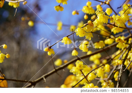 A large wintersweet tree in full bloom in the blue sky 98554855