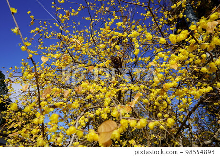 A large wintersweet tree in full bloom in the blue sky A large wintersweet tree in full bloom in the blue sky 98554893