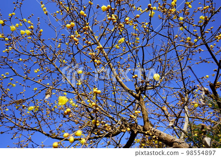 藍天開始開花的大臘梅 98554897