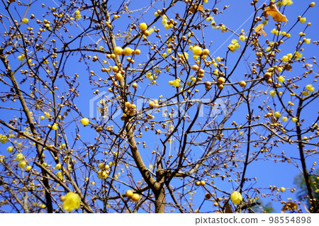 藍天開始開花的大臘梅 藍天開始開花的大臘梅 98554898