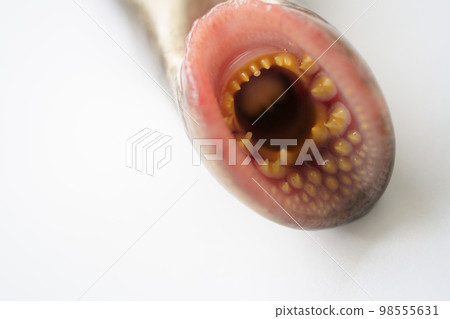 Close-up of a lamprey's mouth 98555631