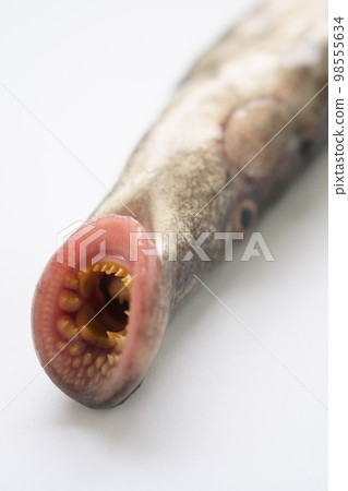 七鰓鰻的嘴部特寫 七鰓鰻的嘴部特寫 98555634