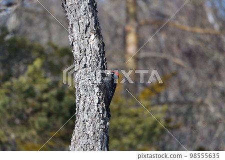 尋找誘餌的黑啄木鳥 98555635